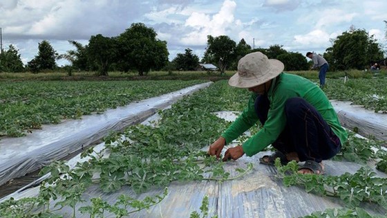 Doanh nghiệp 'kêu trời', Tổng cục Hải quan phản hồi ảnh 1