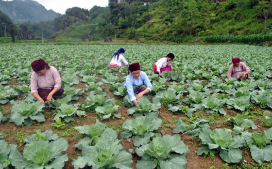 Cả nước có hơn 25.000 hợp tác xã ảnh 2
