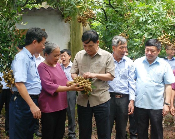 Gỡ khó để trái nhãn của Việt Nam dễ dàng xuất khẩu ảnh 3