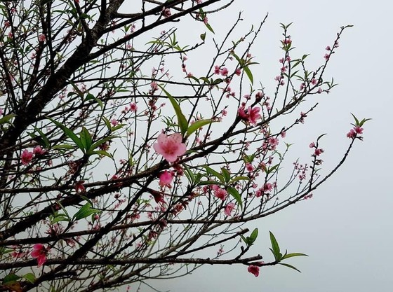 Thời tiết rất dị thường, hoa đào miền Bắc nở trước tết 3-4 tháng ảnh 1