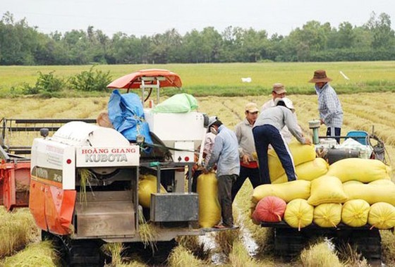 Việt Nam chỉ nhập gạo Ấn Độ để ủ bia, nấu rượu, làm thức ăn chăn nuôi ảnh 2