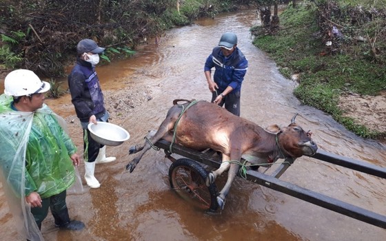 Hàng trăm gia súc chết cóng, 'huyện báo cáo 2, tỉnh bảo 1' ảnh 1