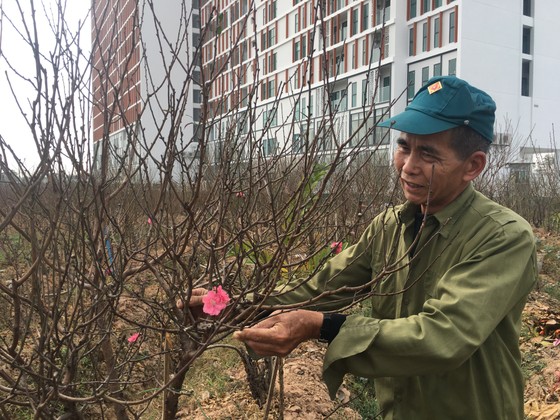 Đào, quất miền Bắc ế ẩm ảnh 10
