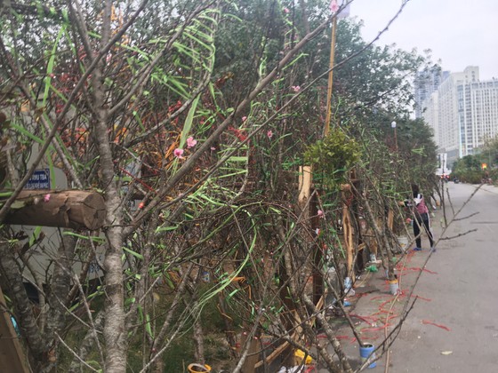 Đào, quất miền Bắc ế ẩm ảnh 4