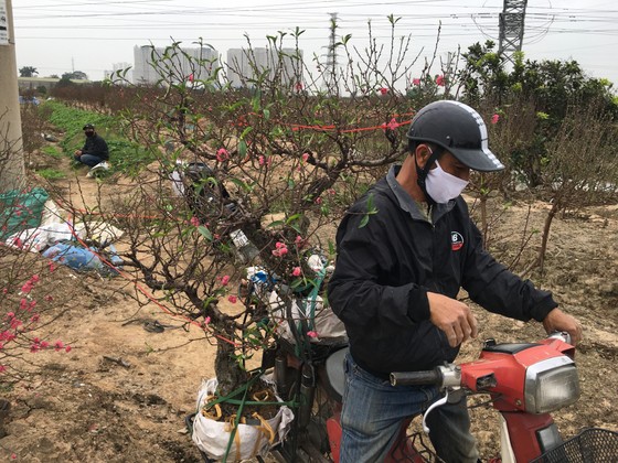 Đào, quất miền Bắc ế ẩm ảnh 9