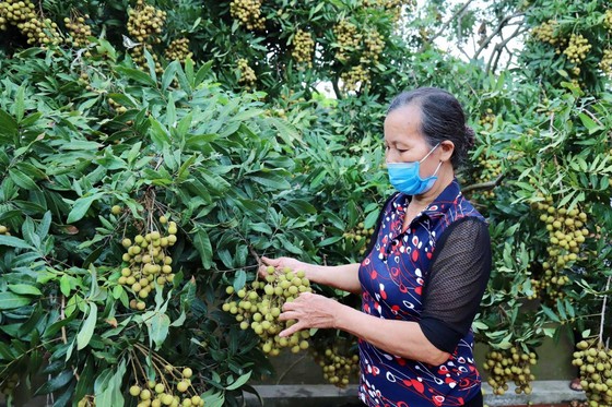 Vào mùa tiêu thụ nhãn lồng Hưng Yên ảnh 1