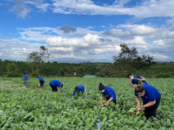 Nhiều loại nông sản ở miền Nam sắp cung vượt cầu ảnh 1