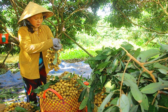 Tìm thị trường cho nhãn Sóc Trăng, Đồng Tháp ảnh 1