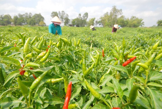 Đề nghị nhân rộng mô hình "tổ công tác" về nông sản tại miền Nam ảnh 3