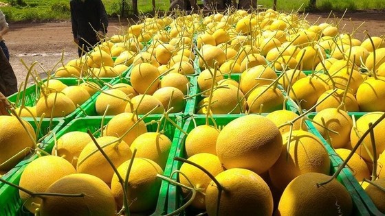 Từ ngày 3 đến 15-9, đưa 150.000 'combo nông sản' về từng phường ở TPHCM mỗi ngày ảnh 1