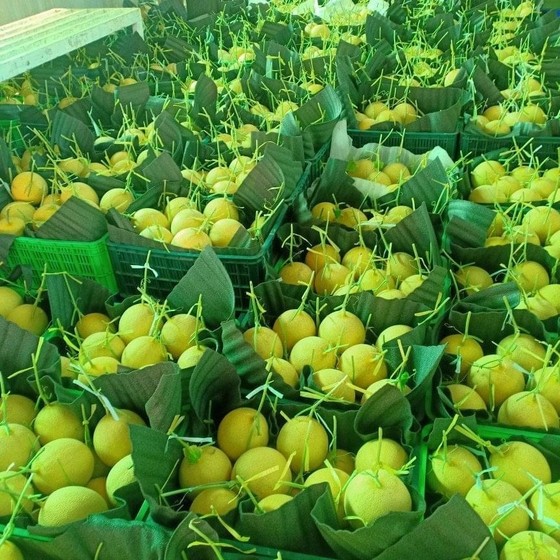 Từ ngày 3 đến 15-9, đưa 150.000 'combo nông sản' về từng phường ở TPHCM mỗi ngày ảnh 2
