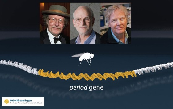 Giải Nobel Y học năm 2017 ảnh 1