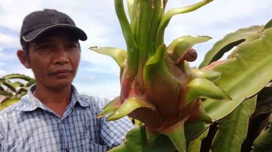 Cận cảnh ốc sên tàn phá “xứ sở thanh long" ảnh 3