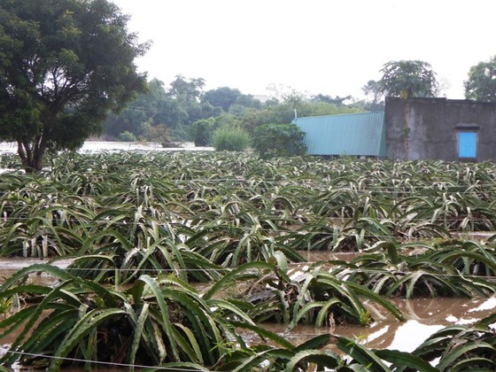 Mưa lũ gây ngập hàng trăm hécta thanh long ảnh 1