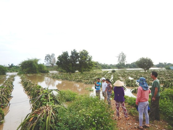 Mưa lũ gây ngập hàng trăm hécta thanh long ảnh 2