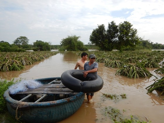 Mưa lũ gây ngập hàng trăm hécta thanh long ảnh 3