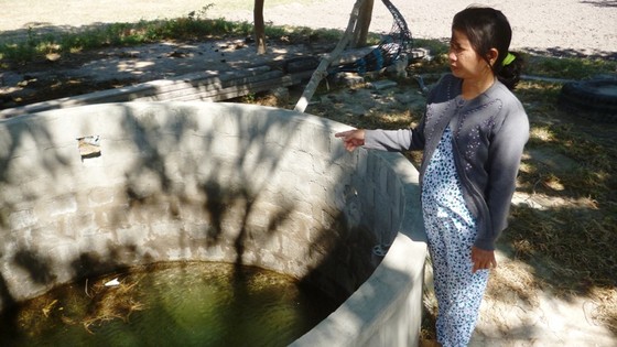 Cây chết gần bãi chứa tro xỉ than Nhiệt điện Vĩnh Tân 2 là do ngập úng ảnh 1