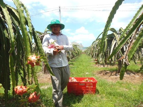 Đầu năm, thanh long tăng giá mạnh, nông dân mừng ít, lo nhiều ảnh 1