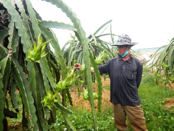 Xác minh thông tin Trung Quốc phát hiện SARS-CoV-2 trên bao bì của trái thanh long Bình Thuận ảnh 2