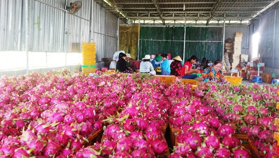 Hiệp hội thanh long Bình Thuận kêu cứu ảnh 3