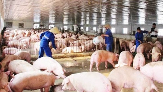Cuối năm 2020, nguồn cung thịt heo trong nước sẽ dồi dào hơn ảnh 1