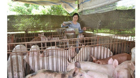 Kêu gọi nông dân, hợp tác xã tham gia phục hồi chăn nuôi ảnh 1