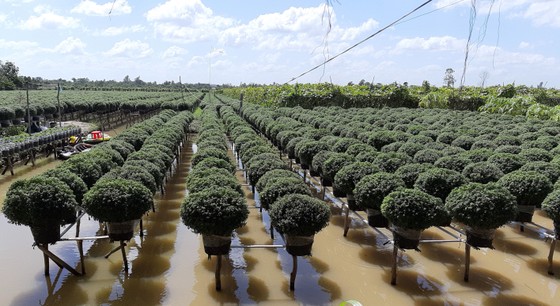 Đồng Tháp phát huy mô hình kinh tế tập thể ảnh 1