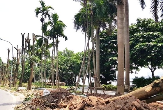 Hà Nội chuyển “hương” hoa sữa từ hồ Tây lên bãi rác Nam Sơn ảnh 1