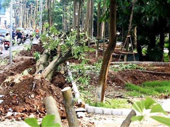 Hà Nội chuyển “hương” hoa sữa từ hồ Tây lên bãi rác Nam Sơn ảnh 2