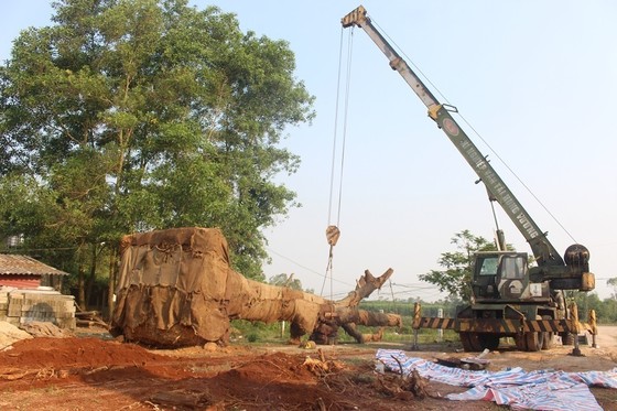 Phạt chủ cây "khủng" 750.000 đồng ảnh 4