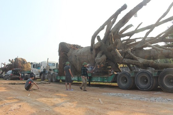 Phạt chủ cây "khủng" 750.000 đồng ảnh 3