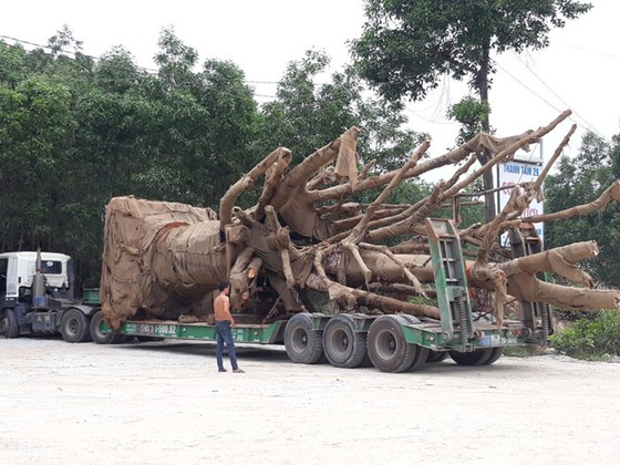 3 cây cổ thụ “khủng” chưa thể di chuyển ra Hà Nội vì 6 cây cầu yếu ảnh 1