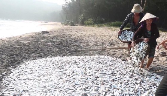 Video: Kéo "lưới rồng" bắt 2 tấn cá ảnh 3