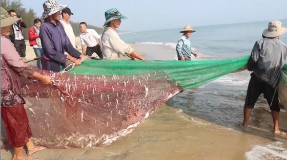Video: Kéo "lưới rồng" bắt 2 tấn cá ảnh 1
