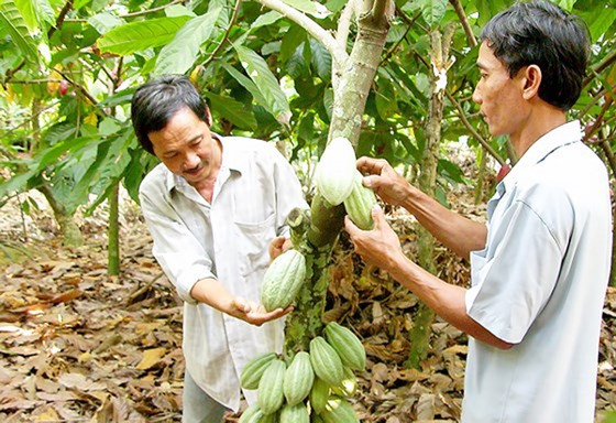 Giá ca cao biến động ở mức 4.500-5.000 đồng/kg ảnh 2
