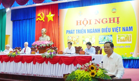 Diện tích điều giảm 8 năm liên tiếp ảnh 1