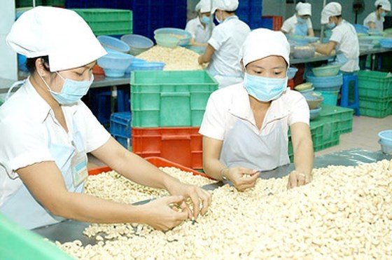 Diện tích điều giảm 8 năm liên tiếp ảnh 2