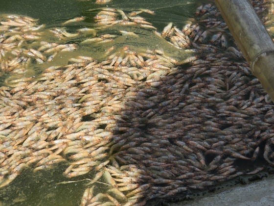 Tôm chết hàng loạt chưa rõ nguyên nhân tại Hà Tĩnh ảnh 3