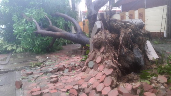 Hà Tĩnh: Bão số 2 đổ bộ khiến hàng loạt cây xanh, cột điện, biển hiệu... bị gãy đổ ảnh 24