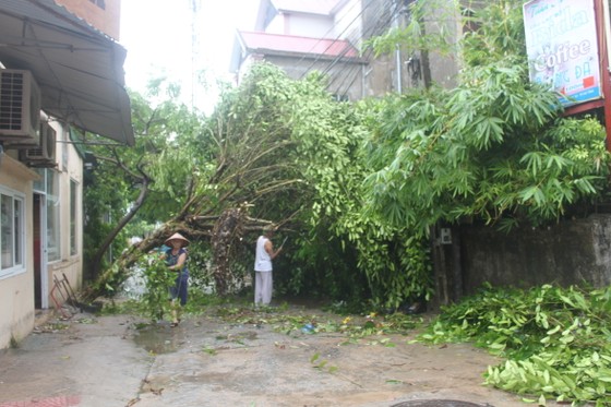 Hà Tĩnh: Bão số 2 đổ bộ khiến hàng loạt cây xanh, cột điện, biển hiệu... bị gãy đổ ảnh 13