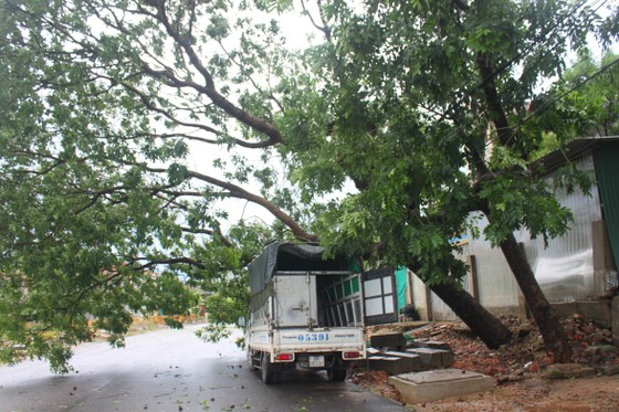 Hà Tĩnh: Bão số 2 đổ bộ khiến hàng loạt cây xanh, cột điện, biển hiệu... bị gãy đổ ảnh 21