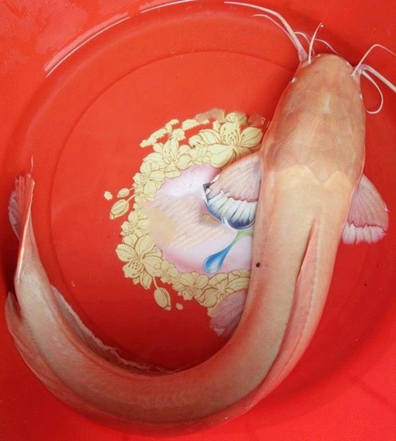 Bắt được con cá trê có màu vàng nhạt ảnh 1