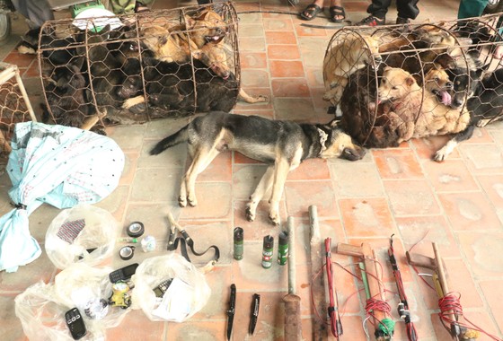 Triệt xóa đường dây trộm chó chuyên nghiệp, thu giữ hàng loạt hung khí "nóng". ảnh 3