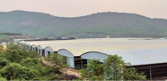 Rà soát tổng thể dự án chăn nuôi bò Bình Hà ảnh 2