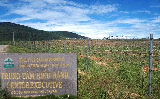 Rà soát tổng thể dự án chăn nuôi bò Bình Hà ảnh 1