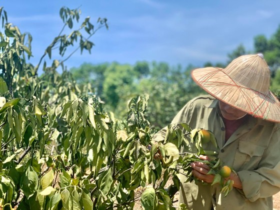 Nắng hạn gây thiệt hại nặng ở Hương Khê ảnh 6