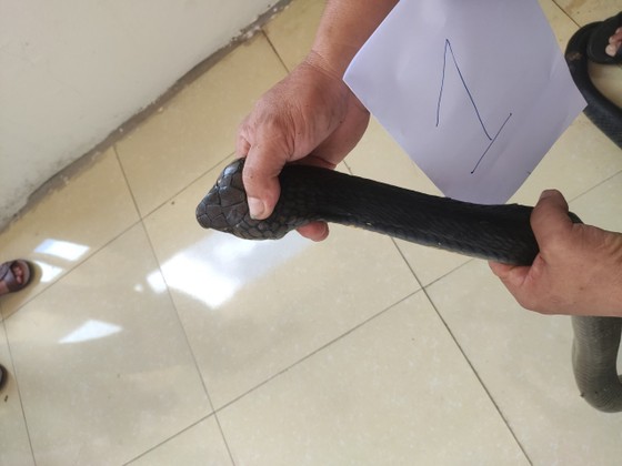Bắt đối tượng vận chuyển 2 con rắn hổ mang nặng 6kg ảnh 3