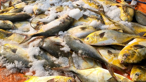 Ngư dân Hà Tĩnh trúng mẻ cá chim vây vàng khoảng 600 triệu đồng ảnh 1