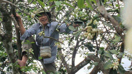 Vựa bưởi Phúc Trạch vào mùa thụ phấn bổ sung tăng tỷ lệ đậu quả ảnh 2