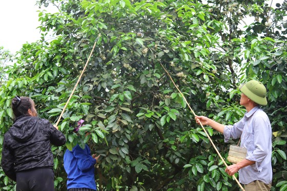 Vựa bưởi Phúc Trạch vào mùa thụ phấn bổ sung tăng tỷ lệ đậu quả ảnh 8